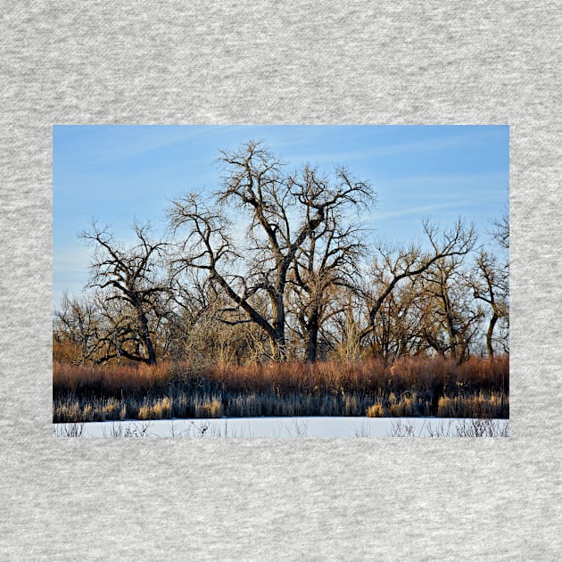 Cherry Creek Winter Study 2 by bobmeyers